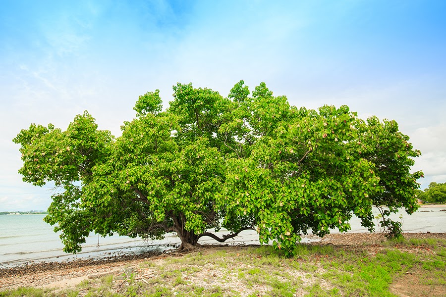 árbol_Kigelia_Africana