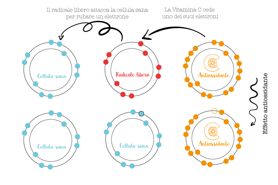 Vitamina-C---antiossidante-grafica